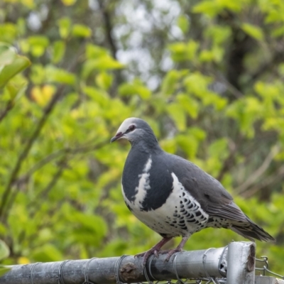 Leucosarcia melanoleuca (Wonga Pigeon) at Penrose - 7 Feb 2020 by Aussiegall