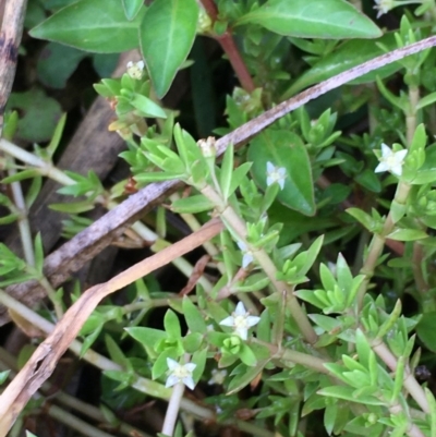 Crassula helmsii (Swamp Stonecrop) at Stromlo, ACT - 7 Feb 2020 by JaneR