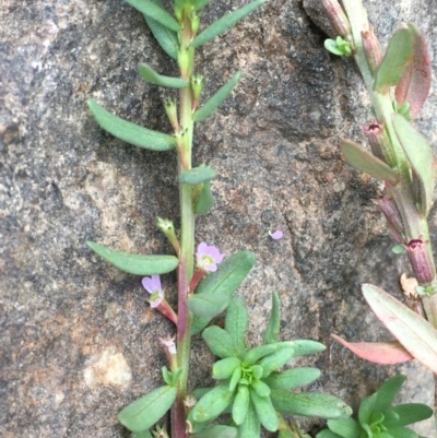 Lythrum hyssopifolia (Small Loosestrife) at Stromlo, ACT - 7 Feb 2020 by JaneR