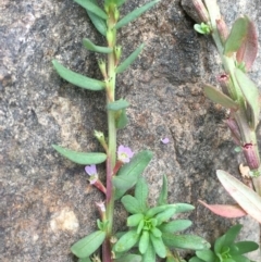 Lythrum hyssopifolia (Small Loosestrife) at Lower Molonglo - 7 Feb 2020 by JaneR