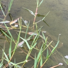 Paspalum distichum (Water Couch) at Lower Molonglo - 7 Feb 2020 by JaneR