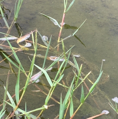 Paspalum distichum (Water Couch) at Lower Molonglo - 7 Feb 2020 by JaneR