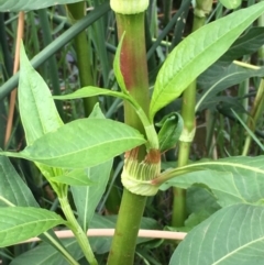 Persicaria lapathifolia (Pale Knotweed) at Lower Molonglo - 7 Feb 2020 by JaneR