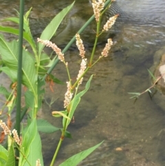 Persicaria lapathifolia at Molonglo River Reserve - 7 Feb 2020