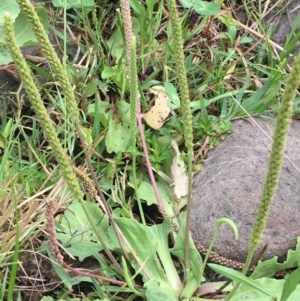 Plantago major at Molonglo River Reserve - 7 Feb 2020