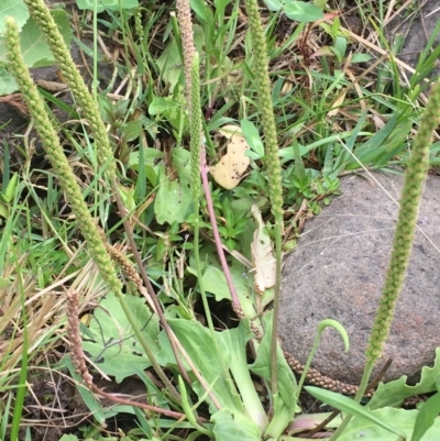 Plantago major (Greater Plantain) at Lower Molonglo - 7 Feb 2020 by JaneR