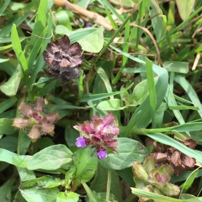 Prunella vulgaris (Self-heal, Heal All) at Lower Molonglo - 7 Feb 2020 by JaneR