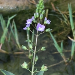 Veronica anagallis-aquatica (Blue Water Speedwell) at Lower Molonglo - 7 Feb 2020 by JaneR