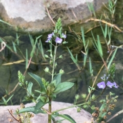 Veronica anagallis-aquatica at Molonglo River Reserve - 7 Feb 2020