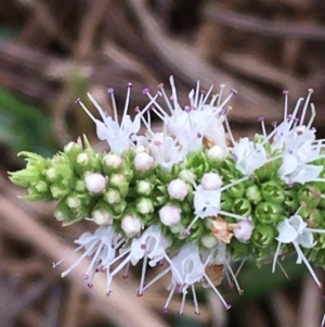 Mentha suaveolens at Molonglo River Reserve - 7 Feb 2020