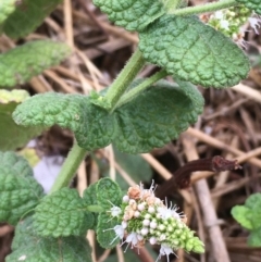 Mentha suaveolens at Molonglo River Reserve - 7 Feb 2020