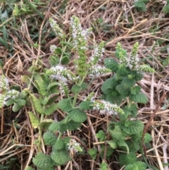 Mentha suaveolens at Molonglo River Reserve - 7 Feb 2020