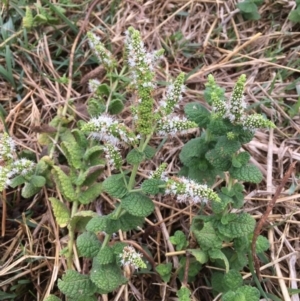 Mentha suaveolens at Molonglo River Reserve - 7 Feb 2020 04:28 PM