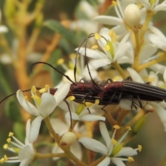 Syllitus rectus (Longhorn beetle) at Conder, ACT - 8 Jan 2020 by MichaelBedingfield