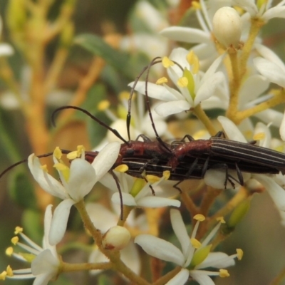 Syllitus rectus (Longhorn beetle) at Conder, ACT - 8 Jan 2020 by MichaelBedingfield