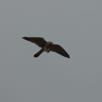 Falco cenchroides (Nankeen Kestrel) at Paddys River, ACT - 15 Dec 2019 by michaelb