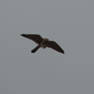 Falco cenchroides (Nankeen Kestrel) at Gigerline Nature Reserve - 15 Dec 2019 by michaelb