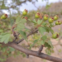 Crataegus monogyna (Hawthorn) at Tennent, ACT - 15 Dec 2019 by michaelb