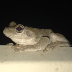 Litoria peronii (Peron's Tree Frog, Emerald Spotted Tree Frog) at Ulladulla, NSW - 6 Feb 2020 by CRSImages