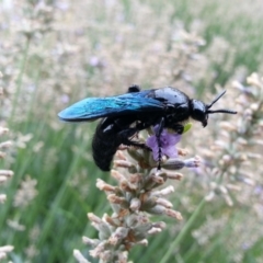 Austroscolia soror (Blue Flower Wasp) at Hackett, ACT - 7 Feb 2020 by waltraud