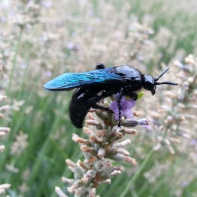 Austroscolia soror (Blue Flower Wasp) at Hackett, ACT - 7 Feb 2020 by waltraud