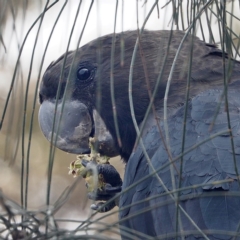 Calyptorhynchus lathami lathami (Glossy Black-Cockatoo) at Tomakin, NSW - 5 Feb 2020 by David