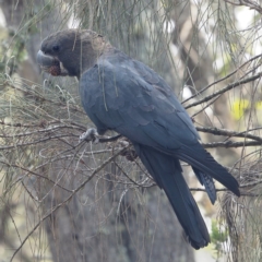 Calyptorhynchus lathami at Tomakin, NSW - 5 Feb 2020