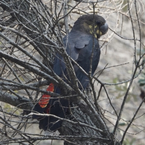 Calyptorhynchus lathami at Tomakin, NSW - 5 Feb 2020