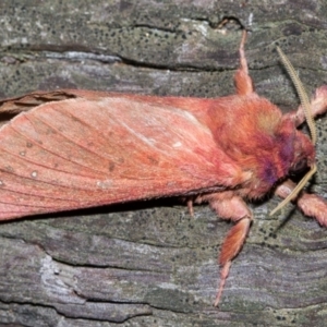 Oxycanus rufescens at Paddys River, ACT - 9 May 2018