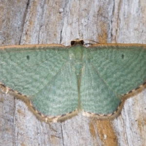 Poecilasthena balioloma at Paddys River, ACT - 14 Mar 2018