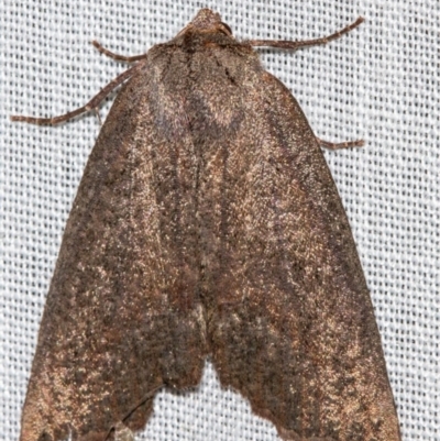 Nisista undescribed species (genus) (A geometer moth) at Tidbinbilla Nature Reserve - 11 Nov 2018 by Thommo17