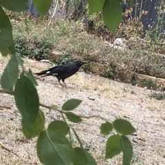 Strepera graculina (Pied Currawong) at Theodore, ACT - 8 Feb 2020 by Jaymay