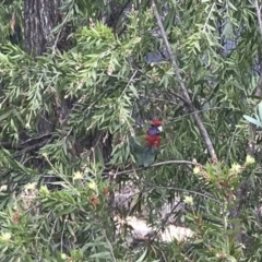 Platycercus elegans (Crimson Rosella) at Theodore, ACT - 8 Feb 2020 by Jaymay