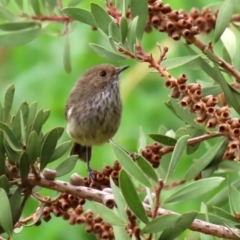 Acanthiza pusilla (Brown Thornbill) at Fyshwick, ACT - 6 Feb 2020 by RodDeb