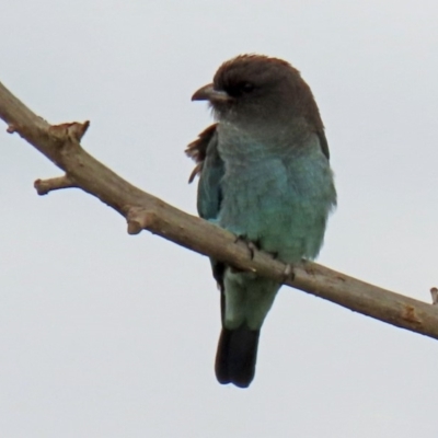 Eurystomus orientalis (Dollarbird) at Fyshwick, ACT - 6 Feb 2020 by RodDeb