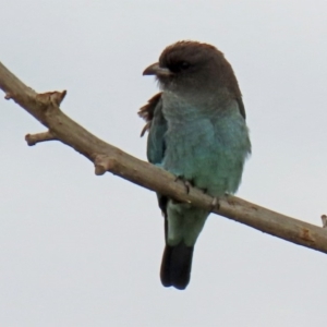 Eurystomus orientalis at Fyshwick, ACT - 6 Feb 2020