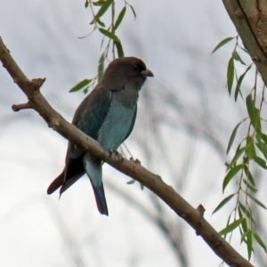 Eurystomus orientalis at Fyshwick, ACT - 6 Feb 2020