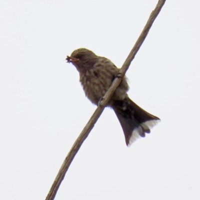 Artamus cyanopterus cyanopterus (Dusky Woodswallow) at Fyshwick, ACT - 6 Feb 2020 by RodDeb