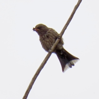 Artamus cyanopterus (Dusky Woodswallow) at Fyshwick, ACT - 6 Feb 2020 by RodDeb