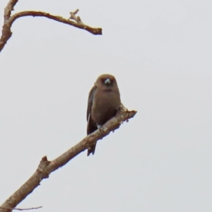 Artamus cyanopterus at Fyshwick, ACT - 6 Feb 2020