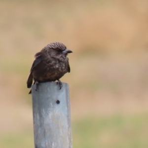 Artamus cyanopterus at Fyshwick, ACT - 6 Feb 2020