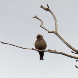 Artamus cyanopterus at Fyshwick, ACT - 6 Feb 2020