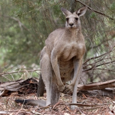 Macropus giganteus (Eastern Grey Kangaroo) at Jerrabomberra Wetlands - 6 Feb 2020 by RodDeb