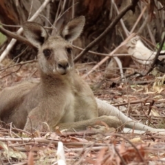 Macropus giganteus at Fyshwick, ACT - 6 Feb 2020 02:53 PM