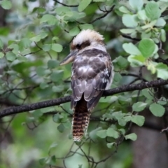 Dacelo novaeguineae (Laughing Kookaburra) at Jerrabomberra Wetlands - 6 Feb 2020 by RodDeb