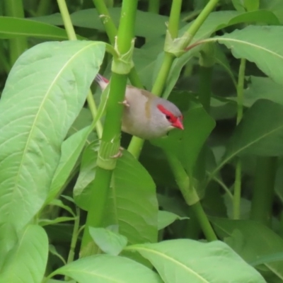 Neochmia temporalis (Red-browed Finch) at Fyshwick, ACT - 6 Feb 2020 by RodDeb