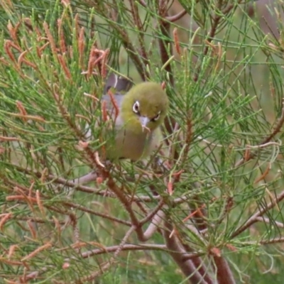 Zosterops lateralis (Silvereye) at Fyshwick, ACT - 6 Feb 2020 by RodDeb