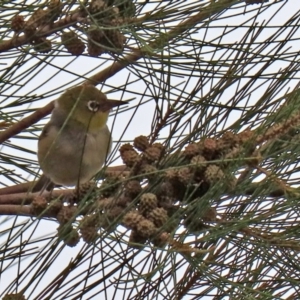 Zosterops lateralis at Fyshwick, ACT - 6 Feb 2020 12:53 PM