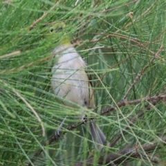 Zosterops lateralis at Fyshwick, ACT - 6 Feb 2020 12:53 PM