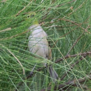 Zosterops lateralis at Fyshwick, ACT - 6 Feb 2020 12:53 PM